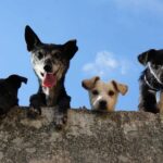 dogs on a rock looking down representing the benefits of having a pet