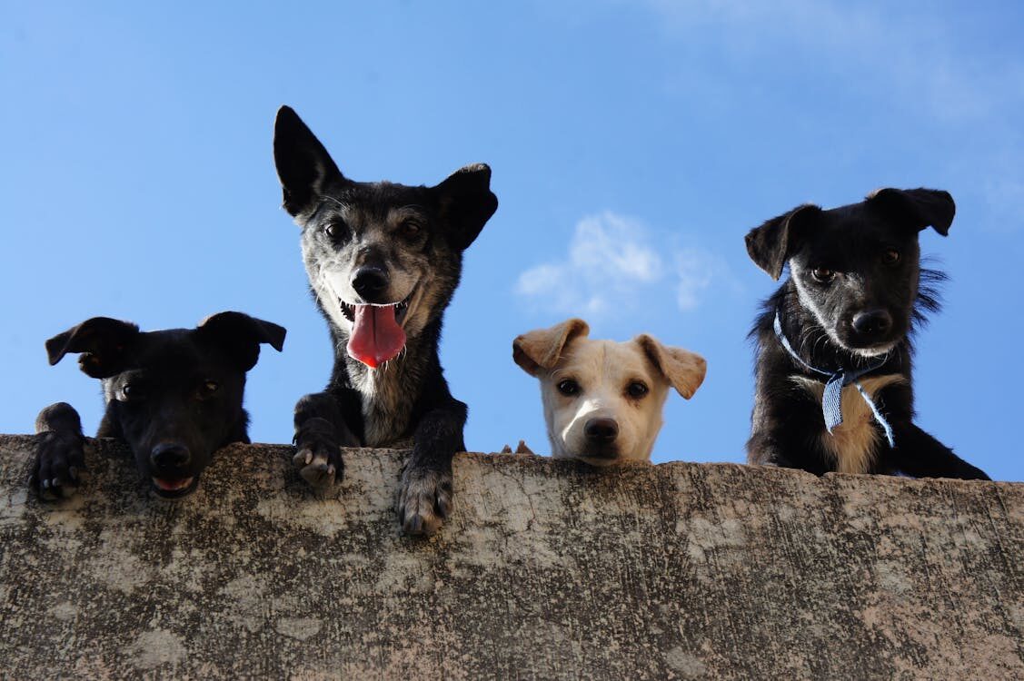 dogs on a rock looking down representing the benefits of having a pet